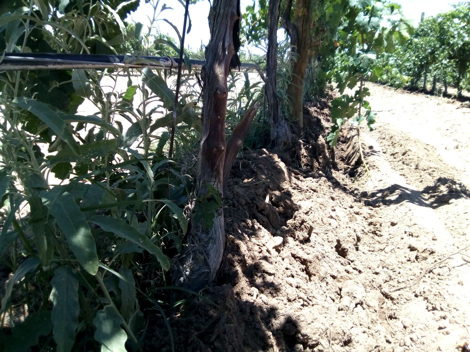 Hilera de huerto con la franja bajo los árboles ya trabajada